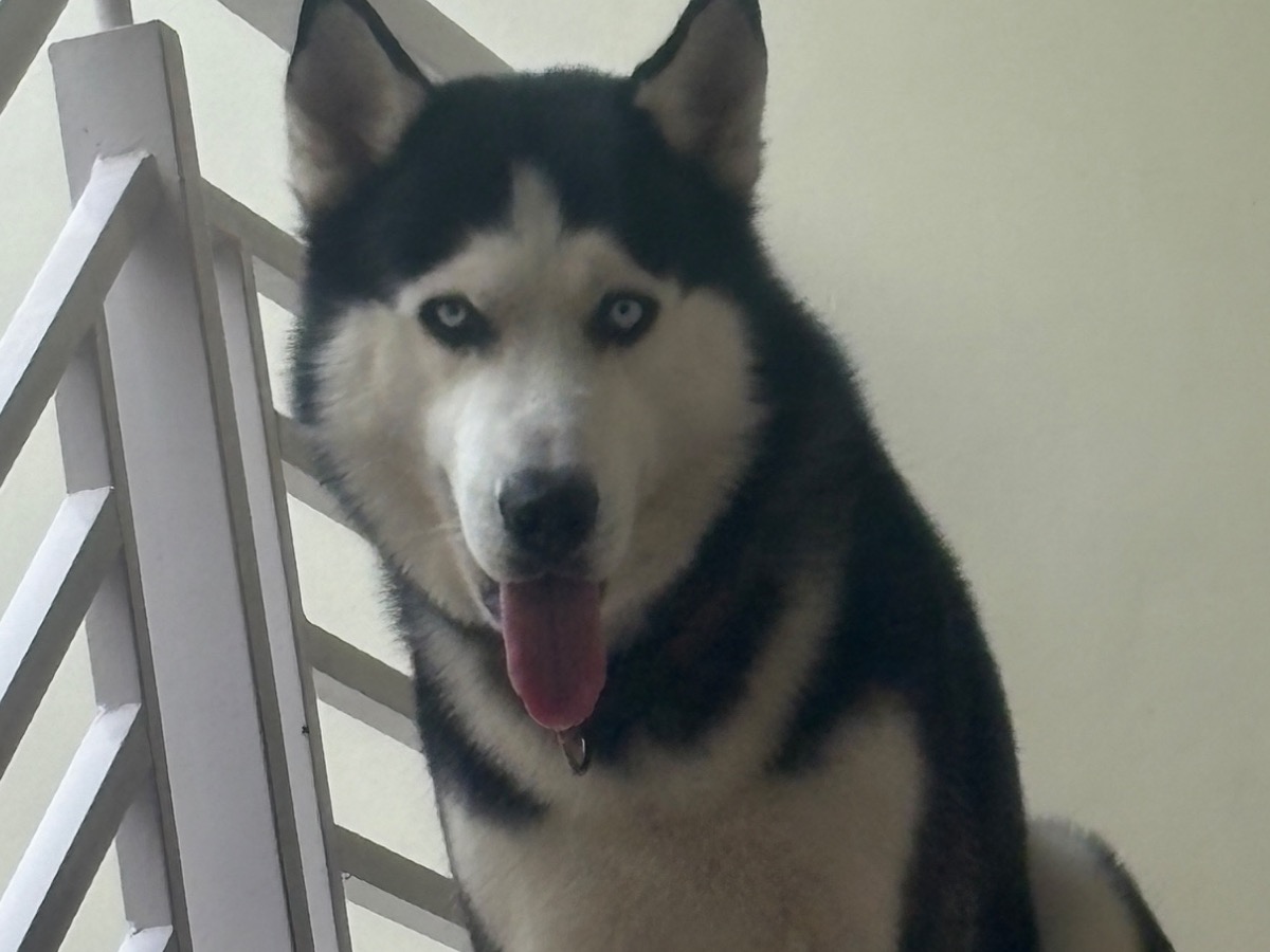 sky - Alaskan Husky | Petmeetly