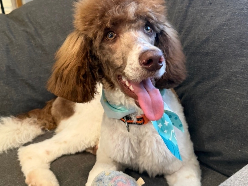 Bella - Standard Poodle | Petmeetly