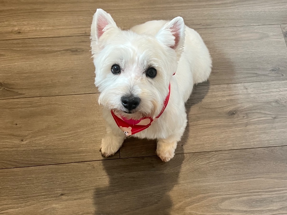 Kourtney - West Highland White Terrier | Petmeetly