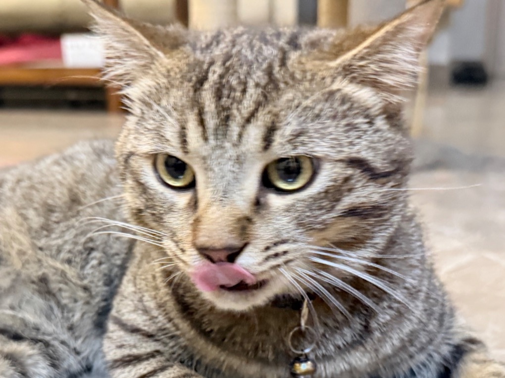 max - Bengal Tabby Mix | Petmeetly