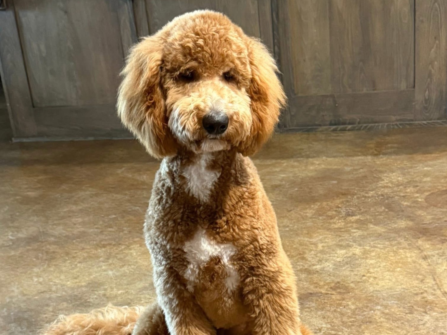 Annie - Goldendoodle | Petmeetly