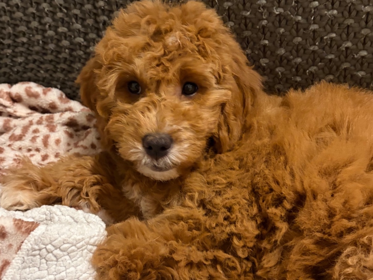 Daisy - Golden Retriever | Petmeetly
