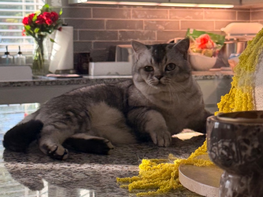 bishu - British Shorthair | Petmeetly