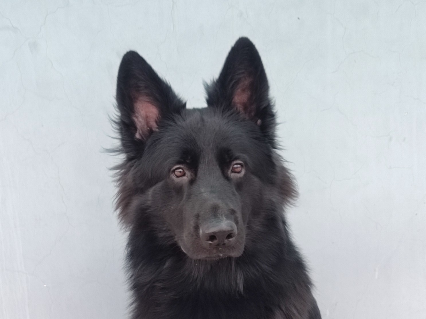 Serious Black - Black German Shepherd | Petmeetly