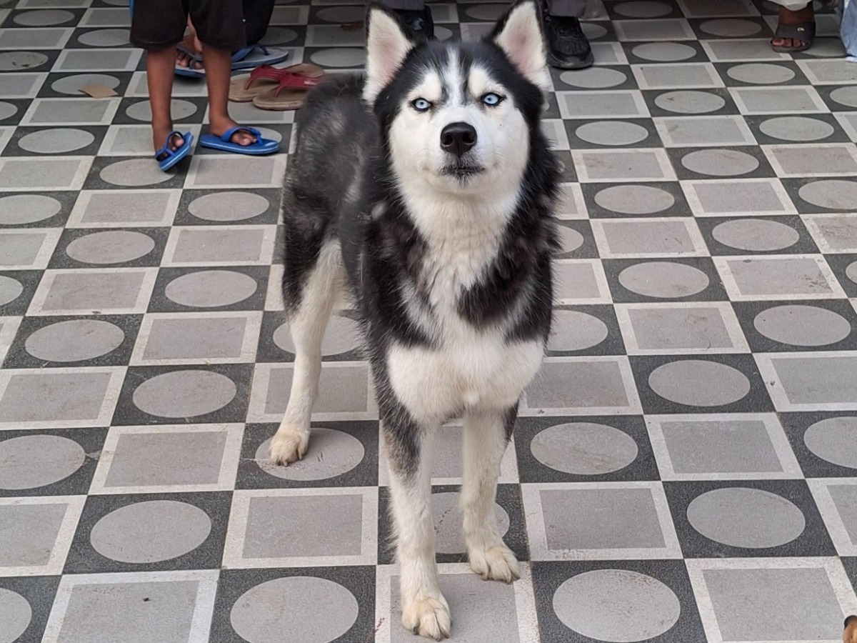 avvy - Siberian Husky | Petmeetly