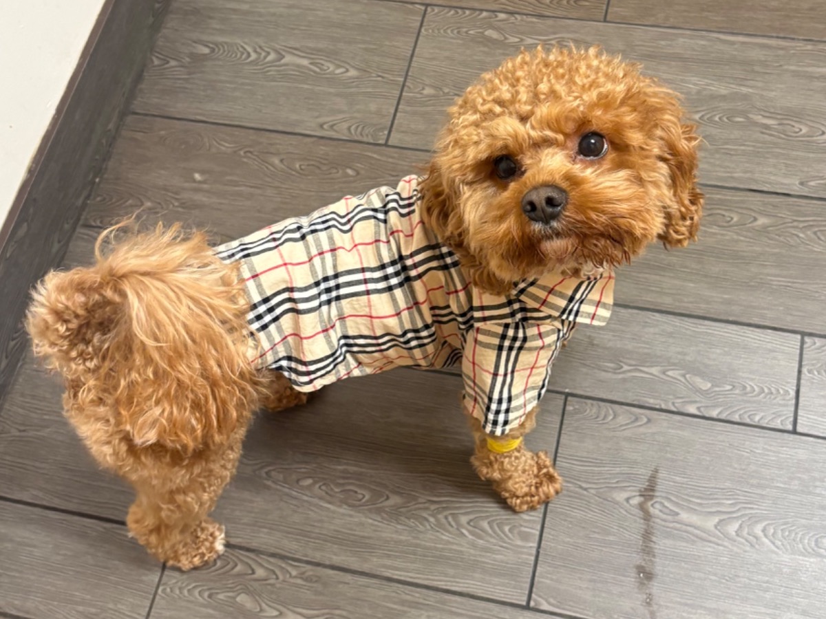Remi - Toy Poodle | Petmeetly