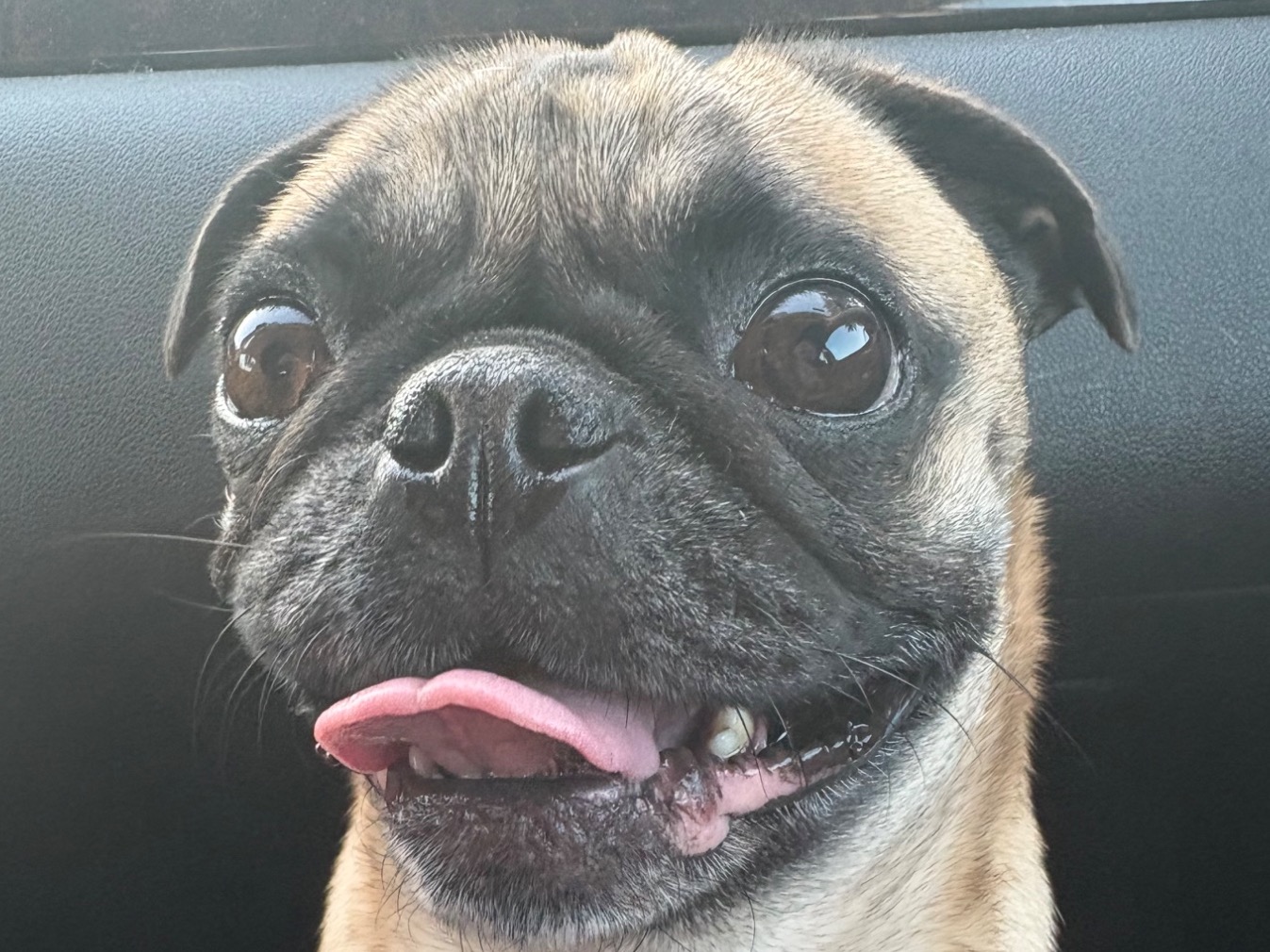 Perree - Pug | Petmeetly
