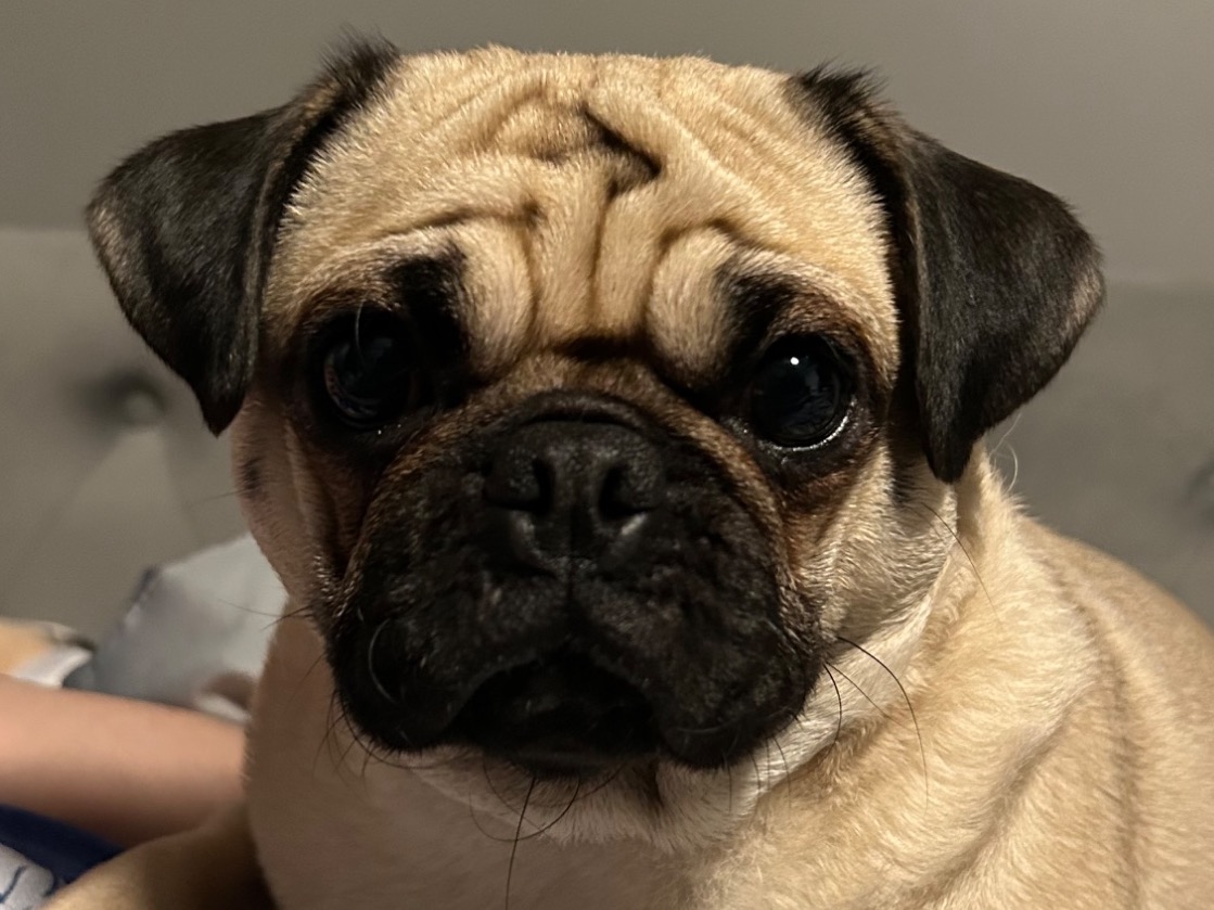 Hunny - Pug | Petmeetly