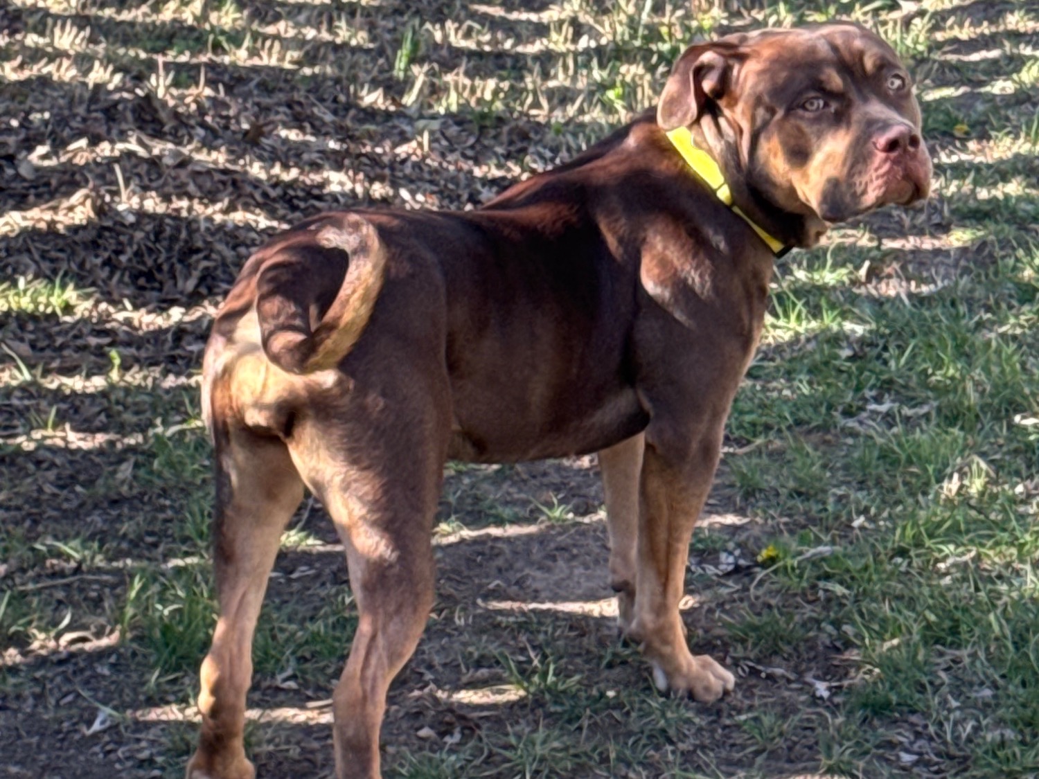 American Bully 1 year old female extra large named Java for breeding in Bolivar, Missouri | Petmeetly