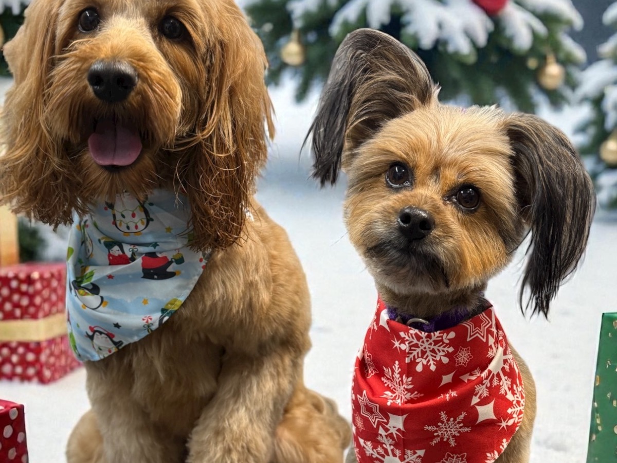 Luna - Yorkshire Terrier | Petmeetly