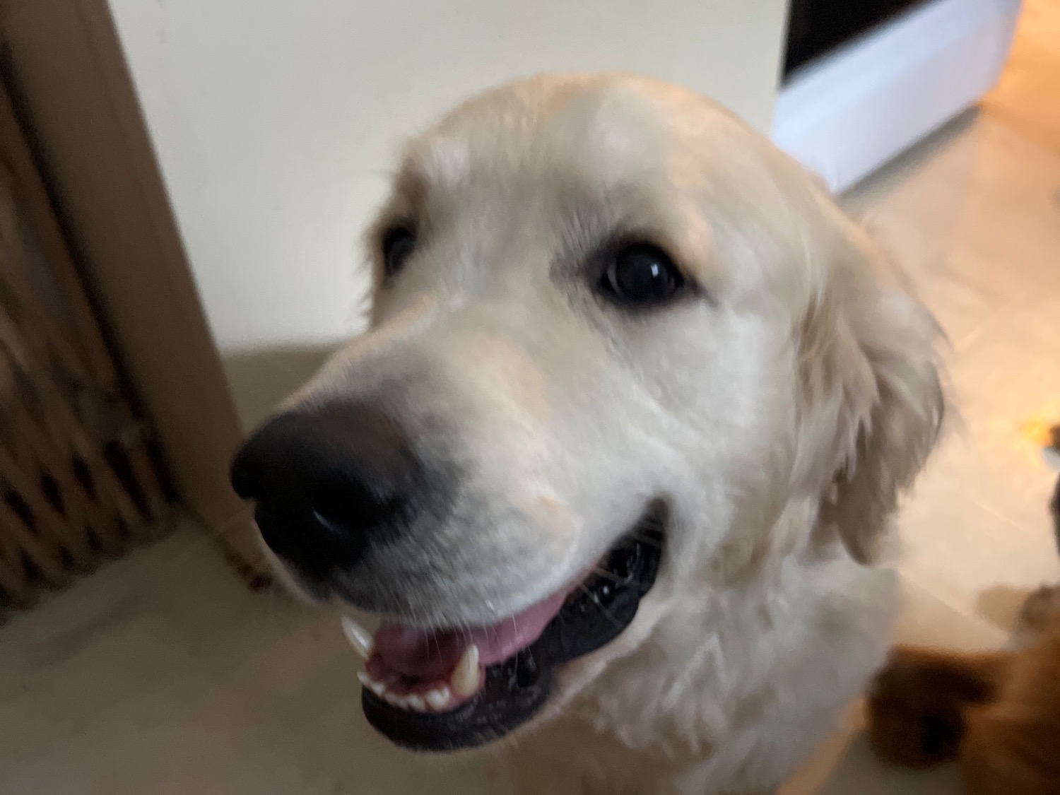 Blizzard - English Golden Retriever | Petmeetly
