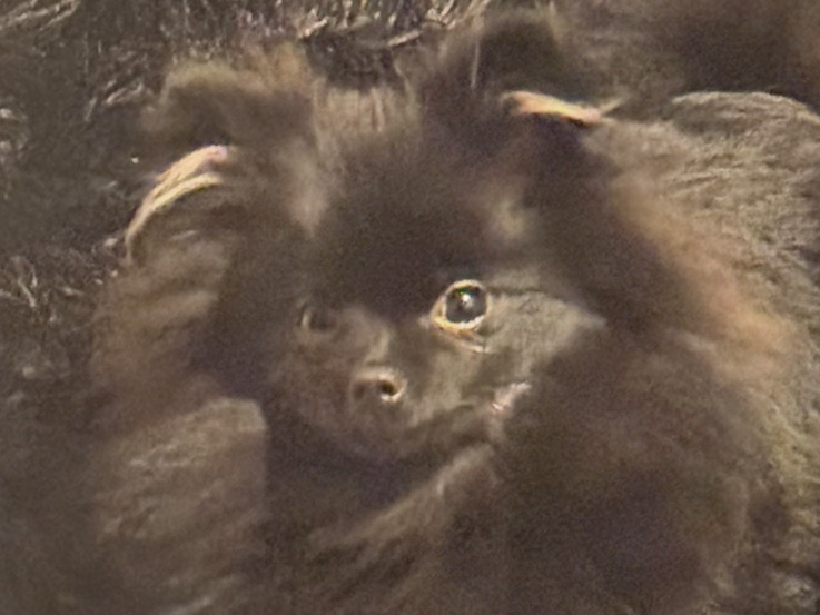 Violet - Pomeranian | Petmeetly