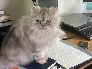 puff - Persian | Petmeetly