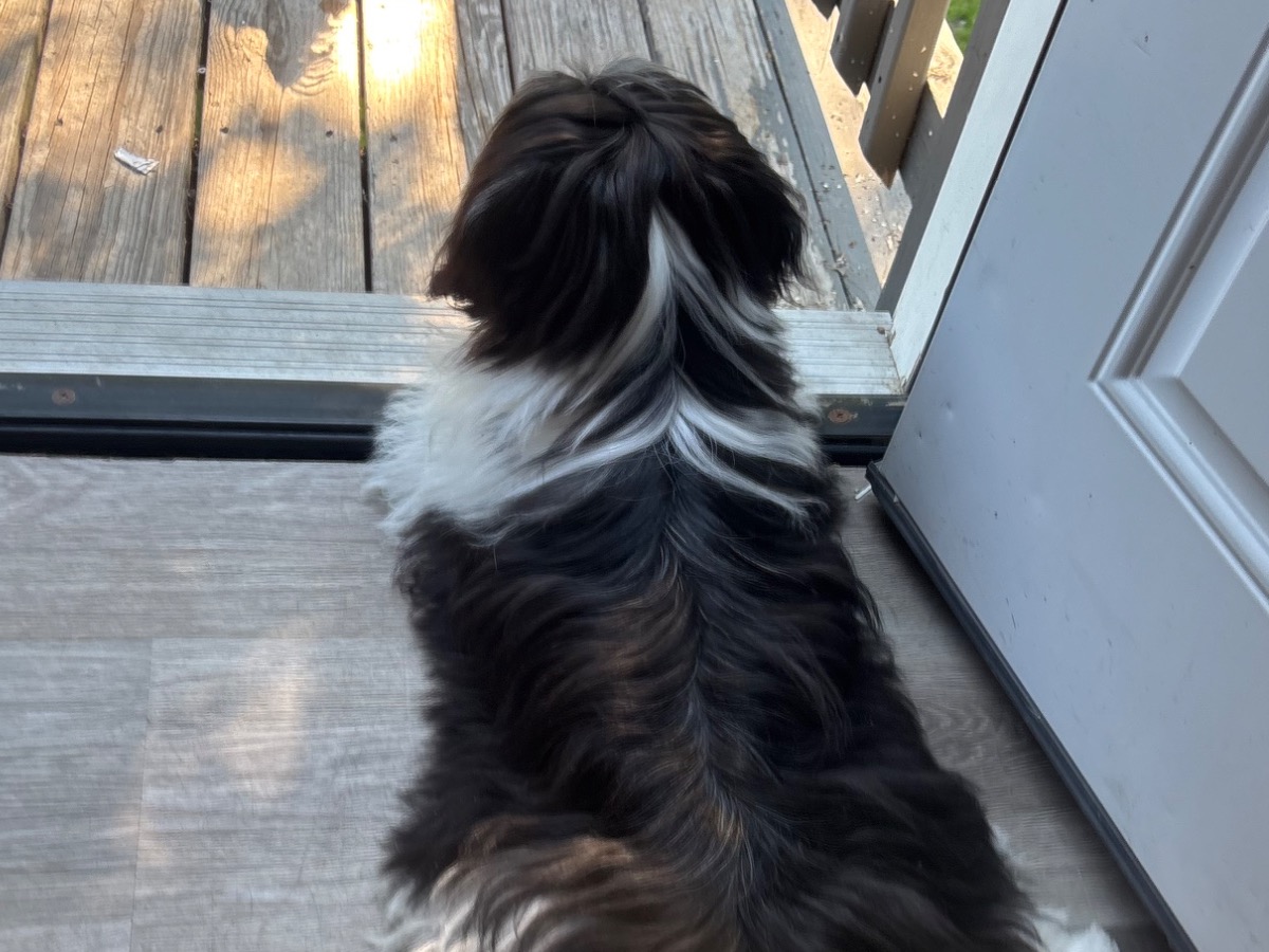 Franklyn - Shih Tzu | Petmeetly