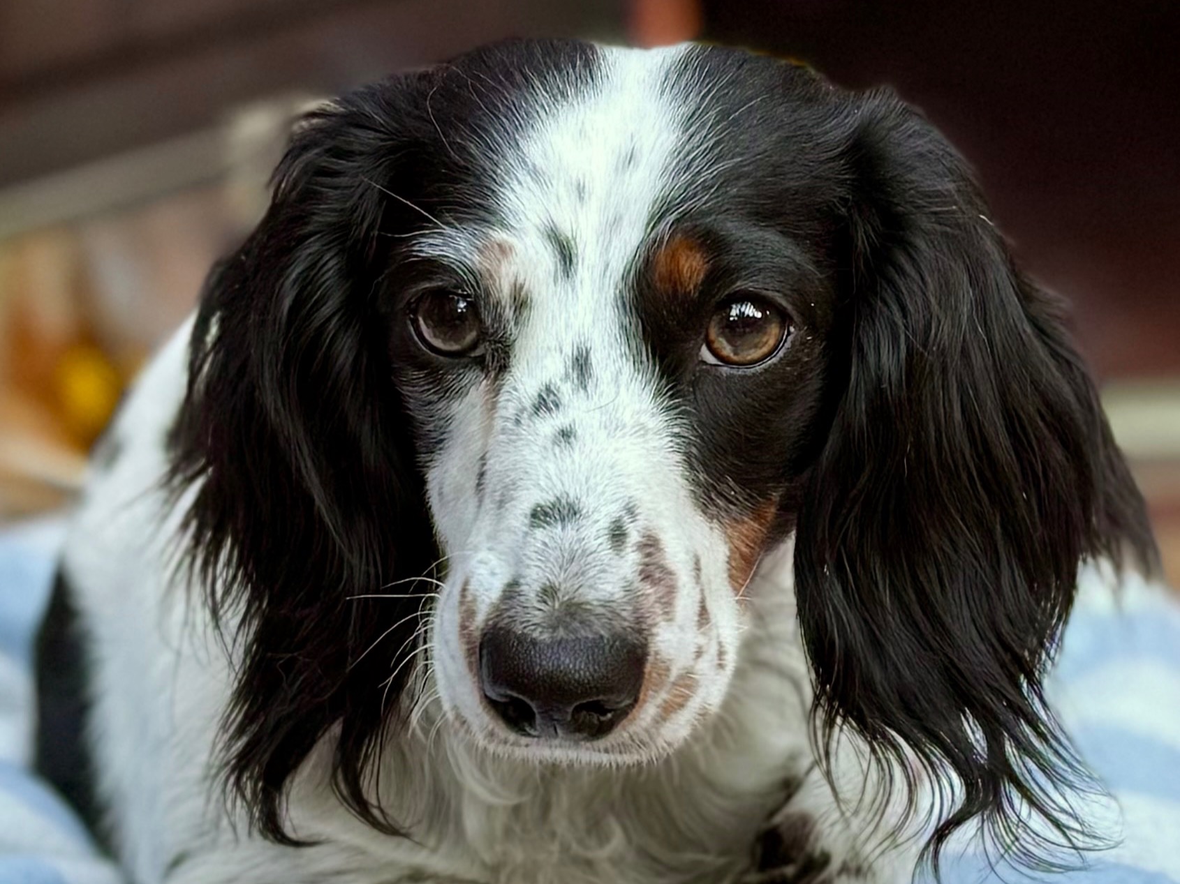 Bonnie - Dachshund | Petmeetly