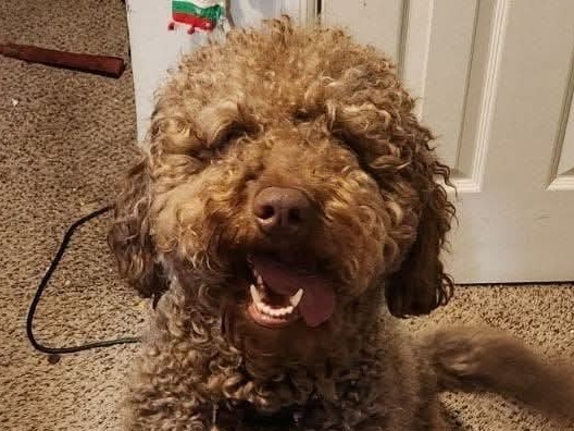 Nolen - Goldendoodle | Petmeetly