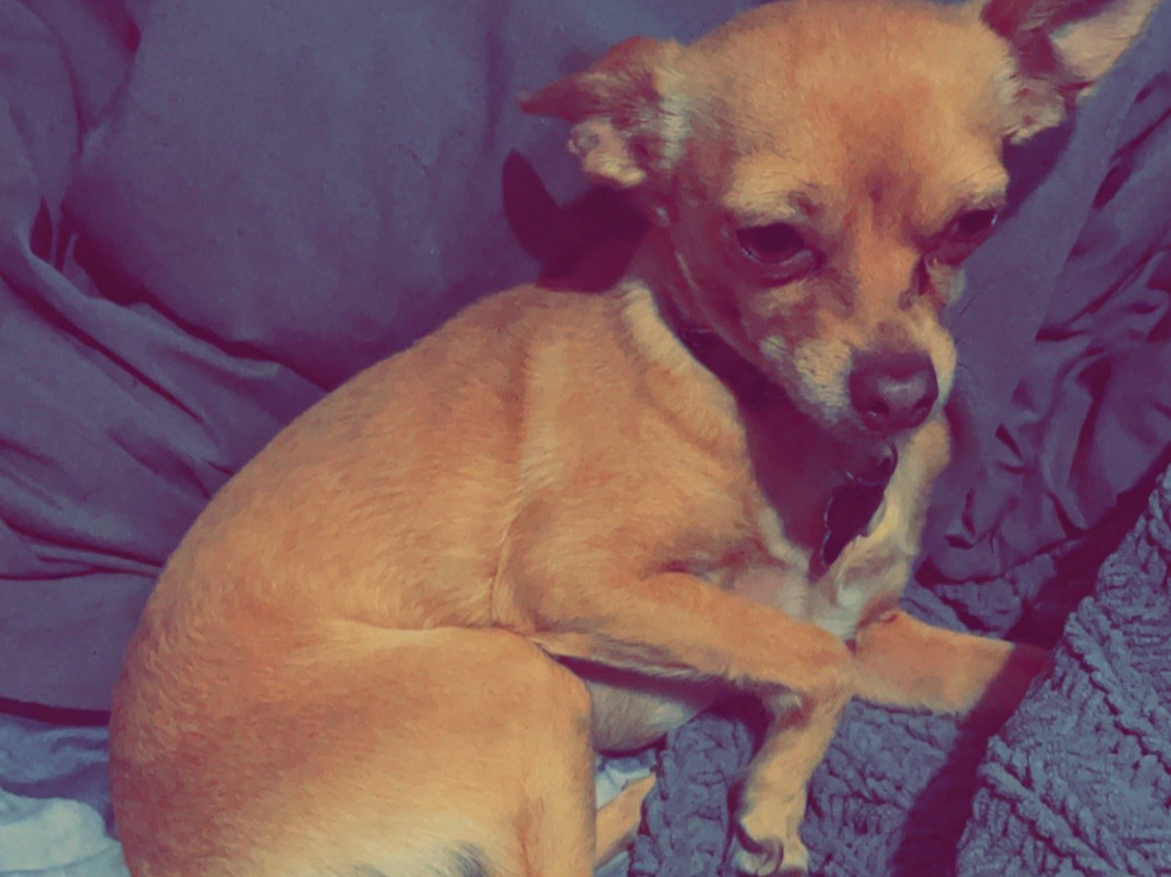 Charlie - Chihuahua | Petmeetly