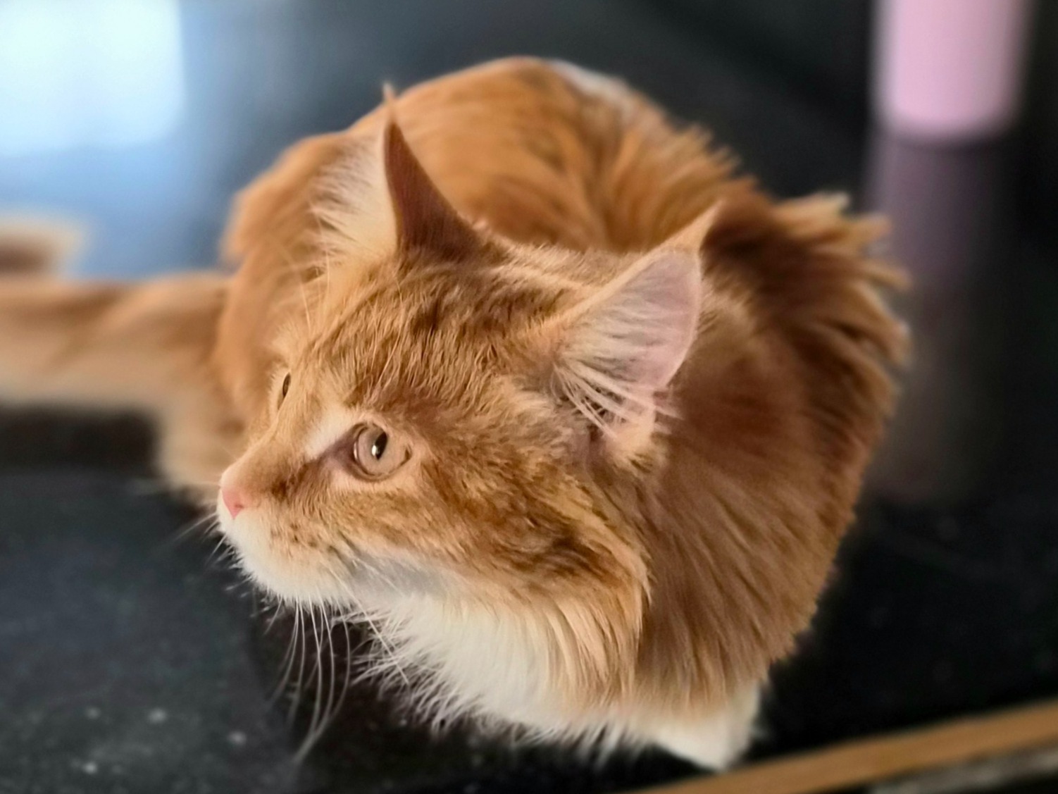 Aelin - Maine Coon | Petmeetly
