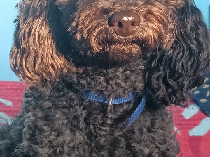 lucky - Toy Poodle | Petmeetly