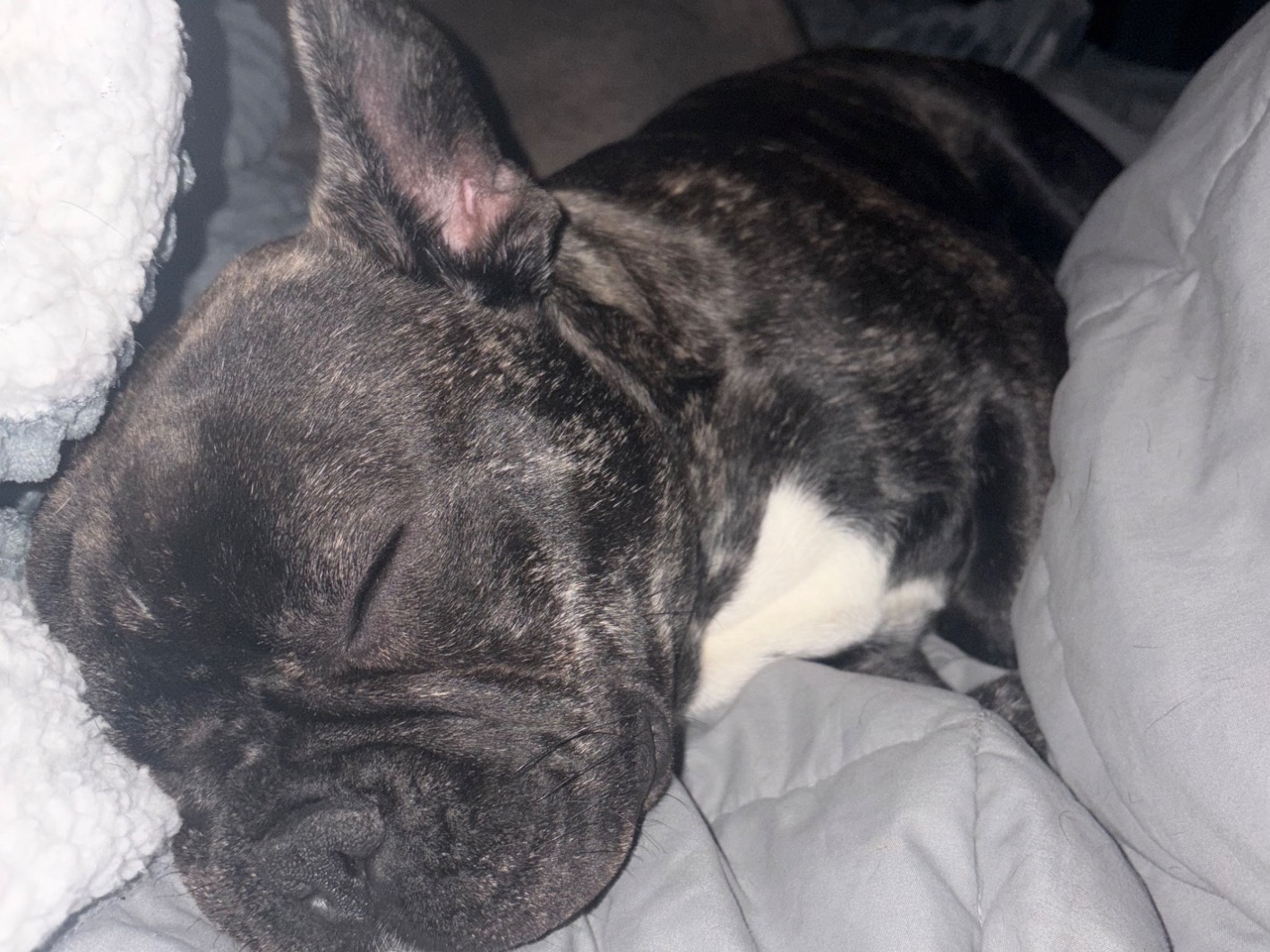 Remi - French Bulldog | Petmeetly