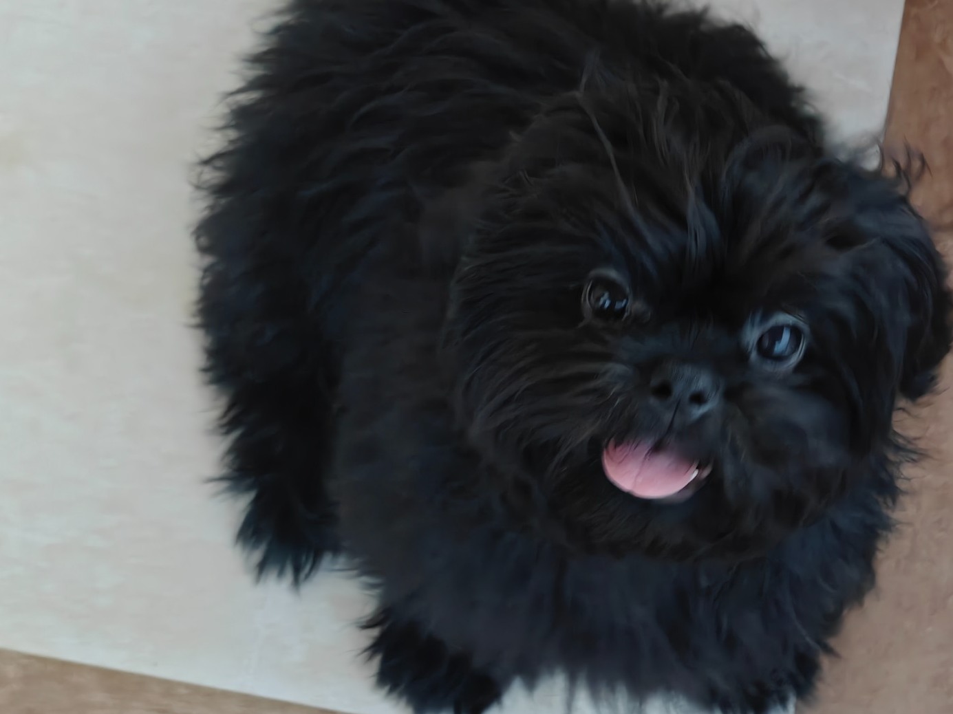 bunny - Shih Tzu | Petmeetly