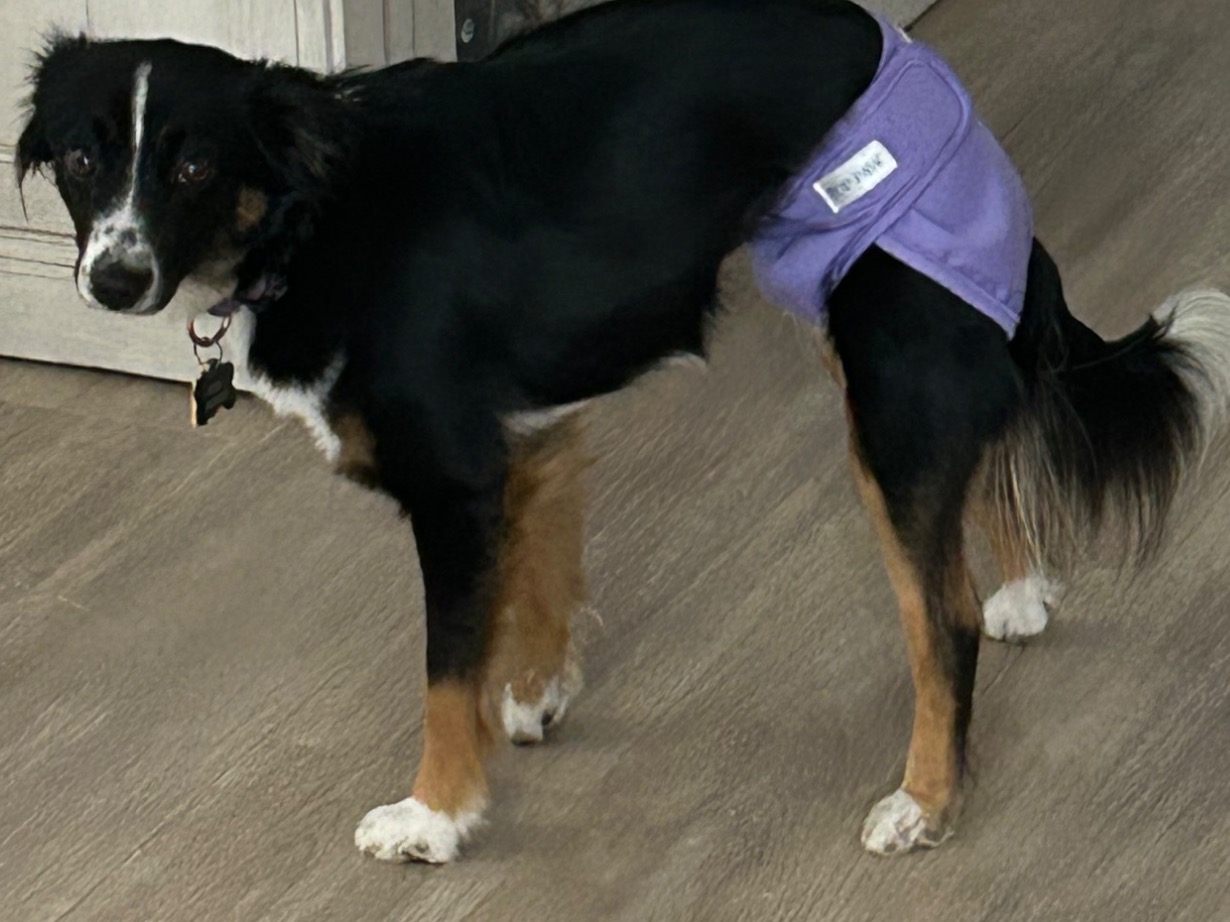 Kiara - Miniature Australian Shepherd | Petmeetly