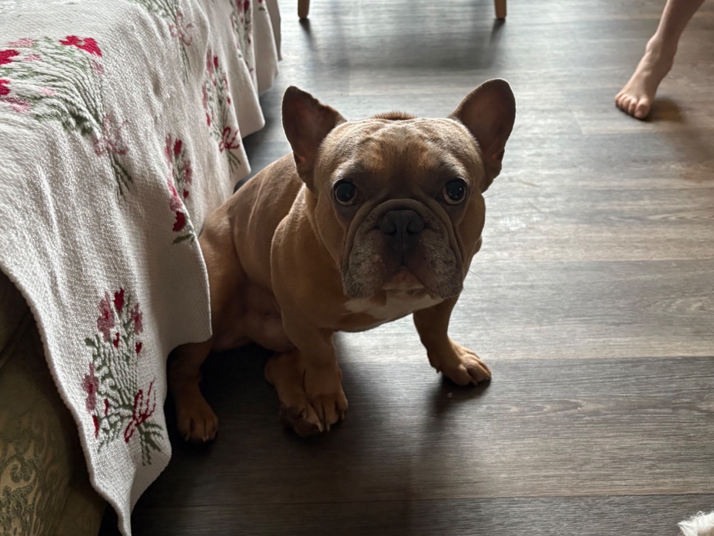 Beef - French Bulldog | Petmeetly