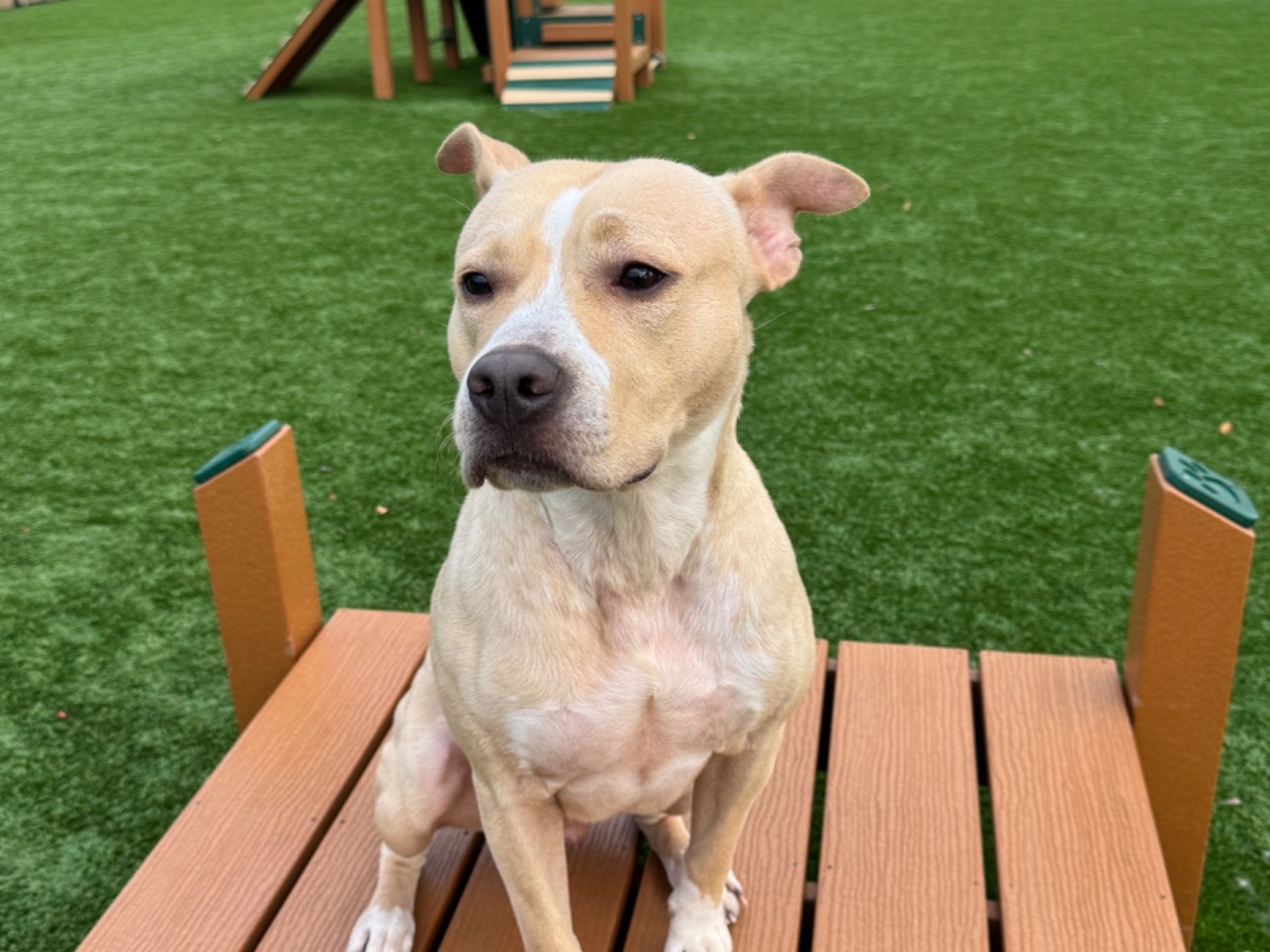 Niko - American Staffordshire Terrier | Petmeetly