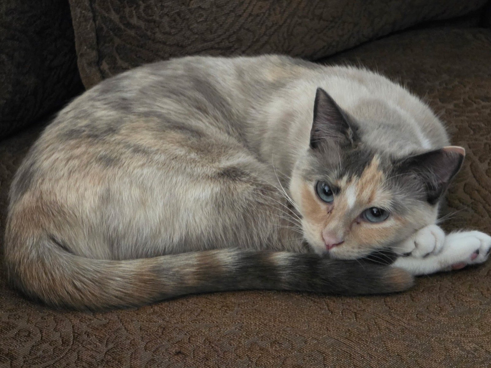 Millie - Ragdoll | Petmeetly