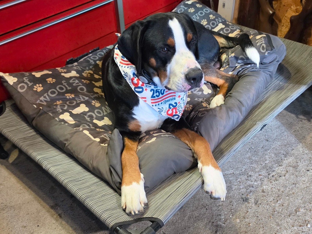 Jake - Greater Swiss Mountain Dog | Petmeetly