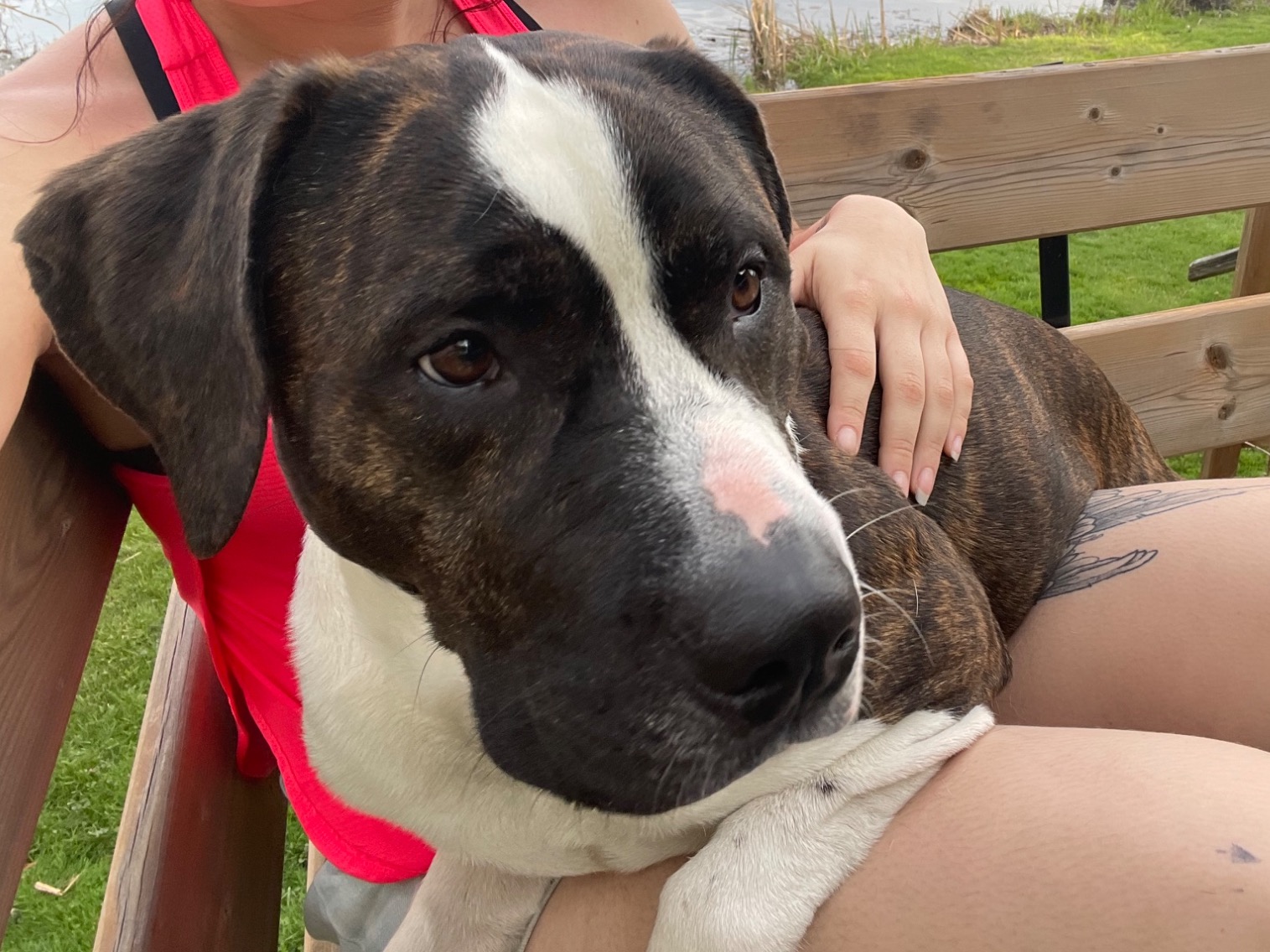 snoppy - American PitBull Terrier | Petmeetly