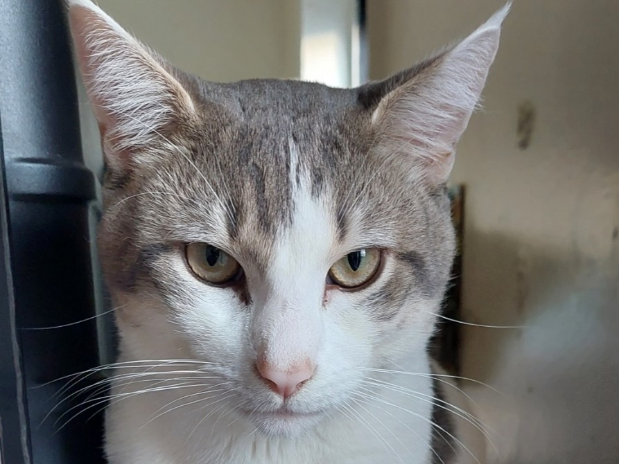 Feisty - American Shorthair | Petmeetly