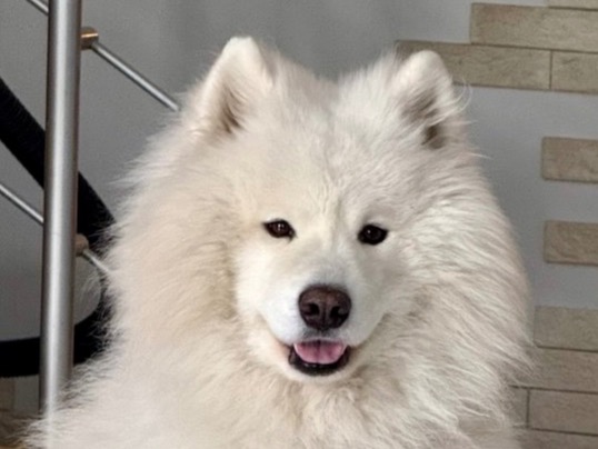Richard - Samoyed | Petmeetly