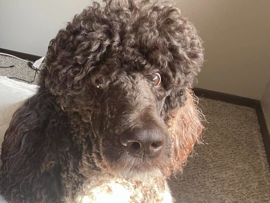 Chance - Standard Poodle | Petmeetly