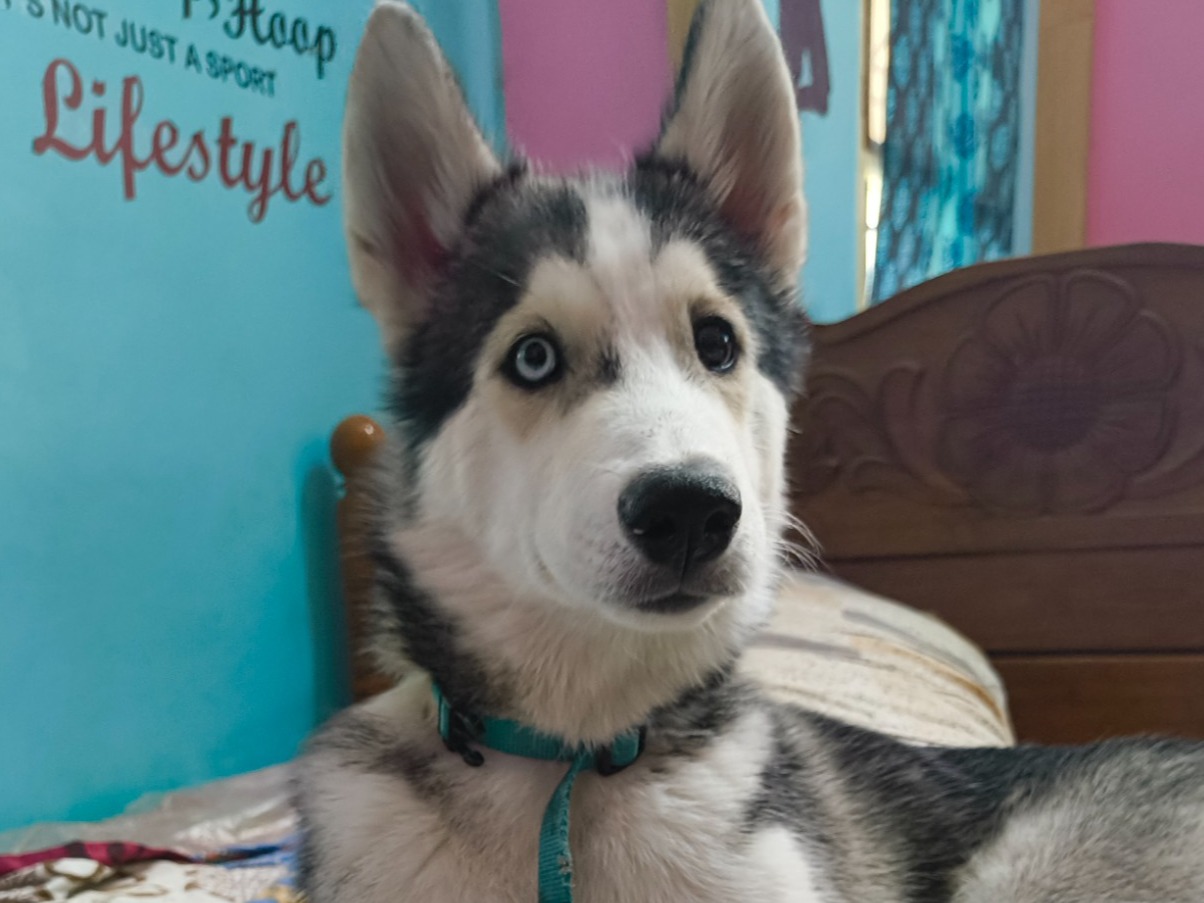 leo - Husky | Petmeetly