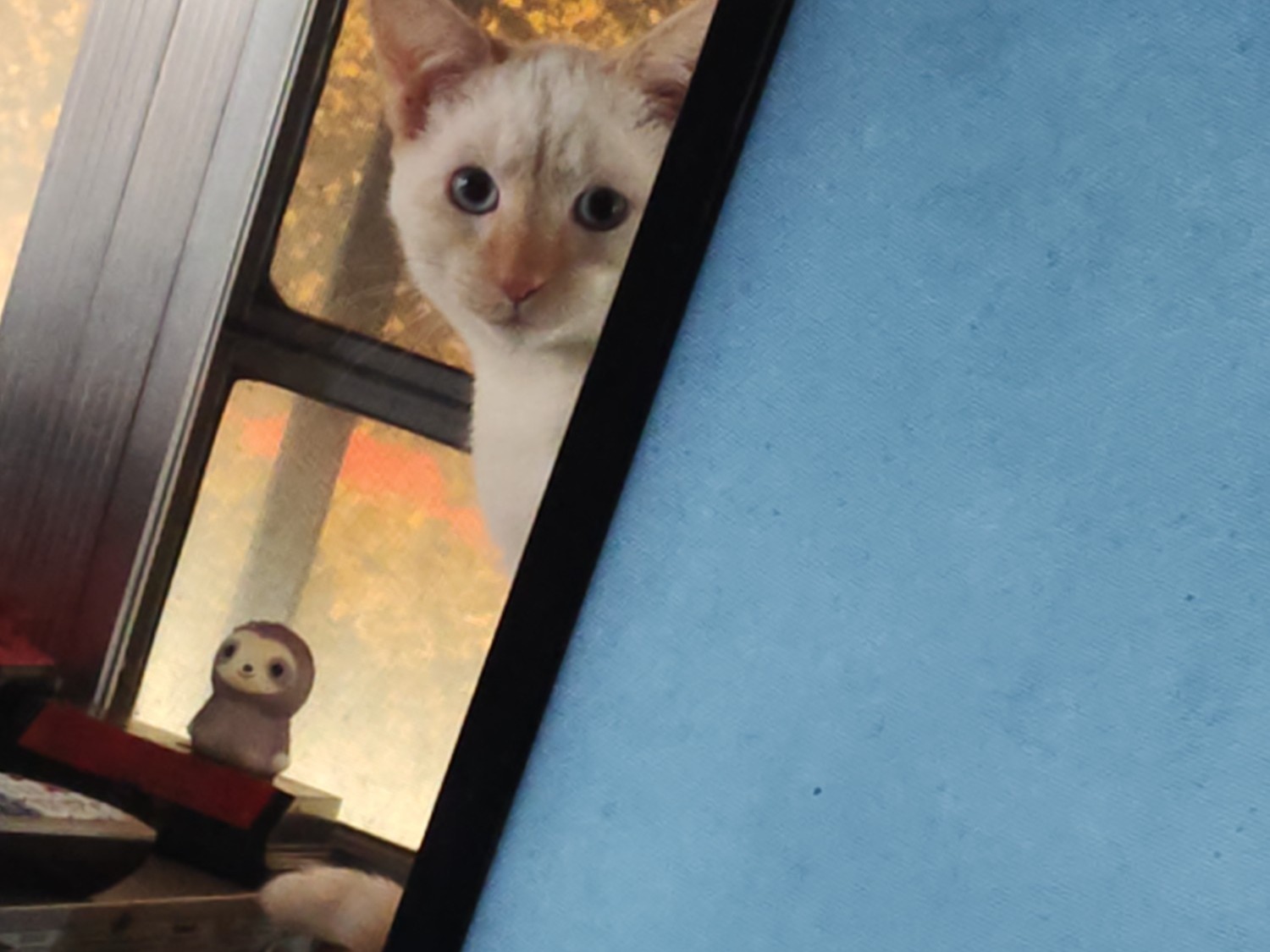 Cocaine - Flame Point Siamese | Petmeetly