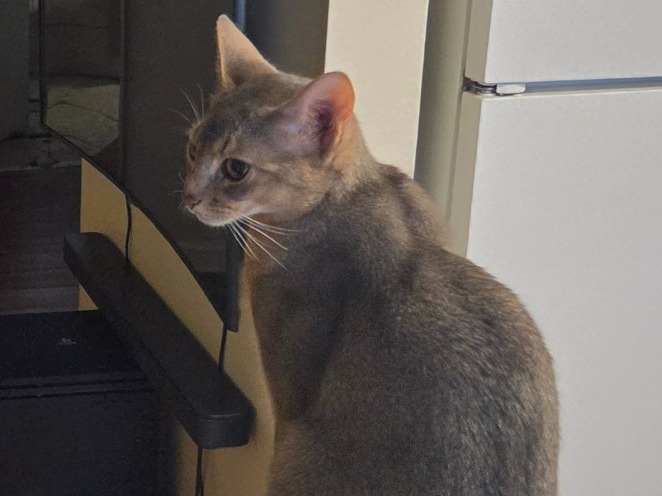 Kris - Abyssinian | Petmeetly