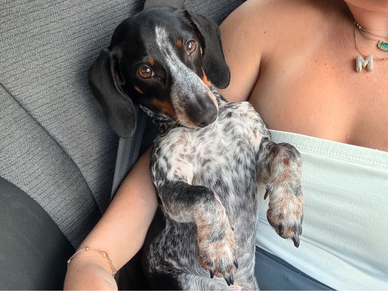 Bean - Dachshund | Petmeetly