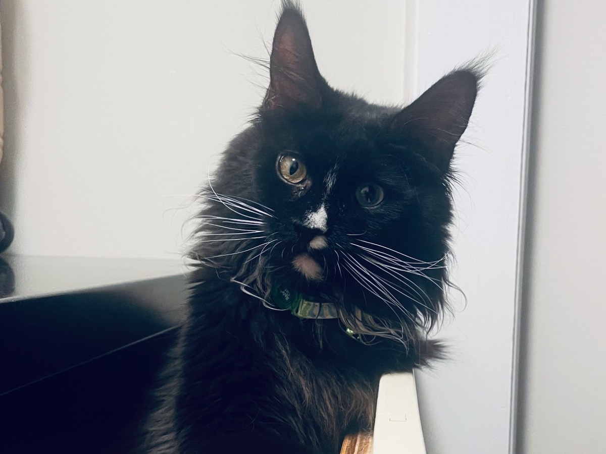 Luna - Maine Coon | Petmeetly