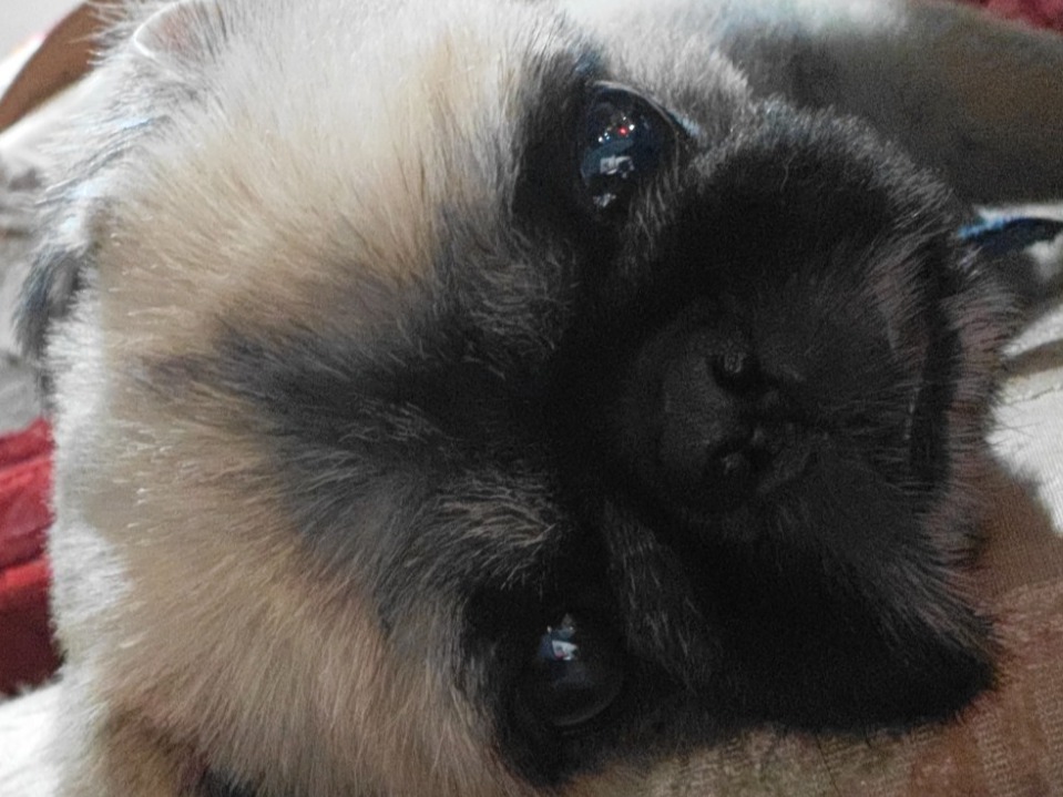 Audi - Pekingese | Petmeetly