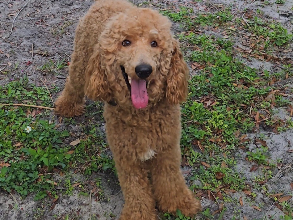 duke