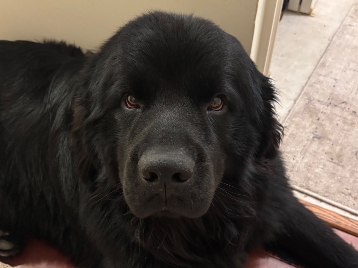 Bingley - Newfoundland | Petmeetly