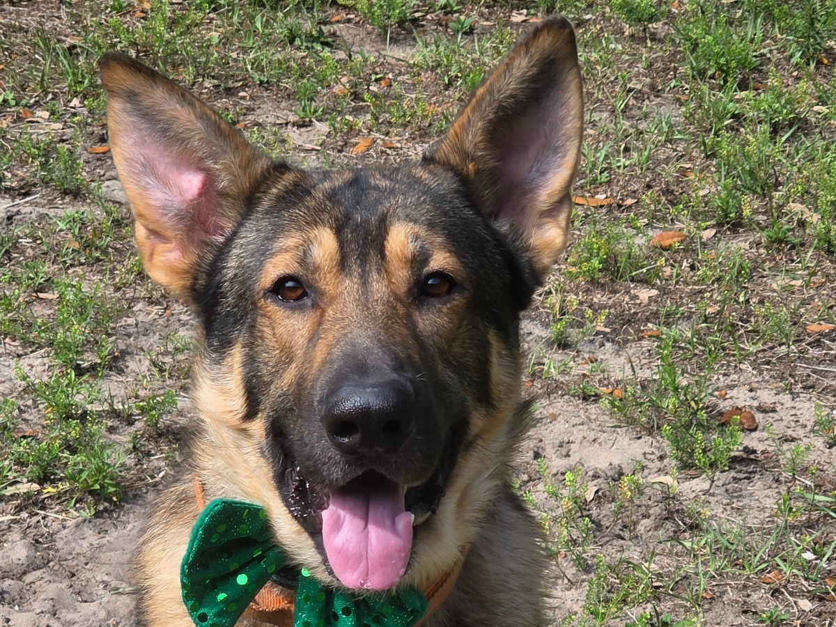 Romeo - King Shepherd | Petmeetly