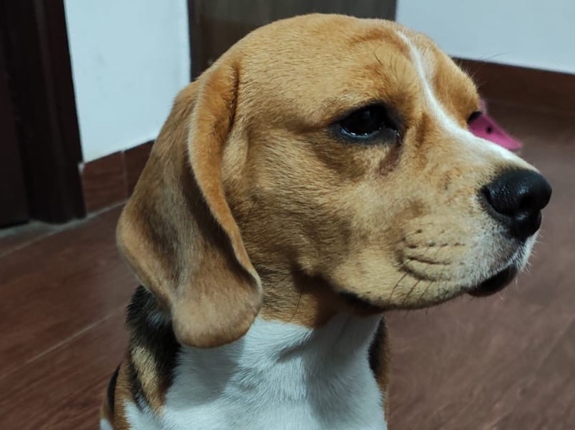 Ace - Beagle | Petmeetly