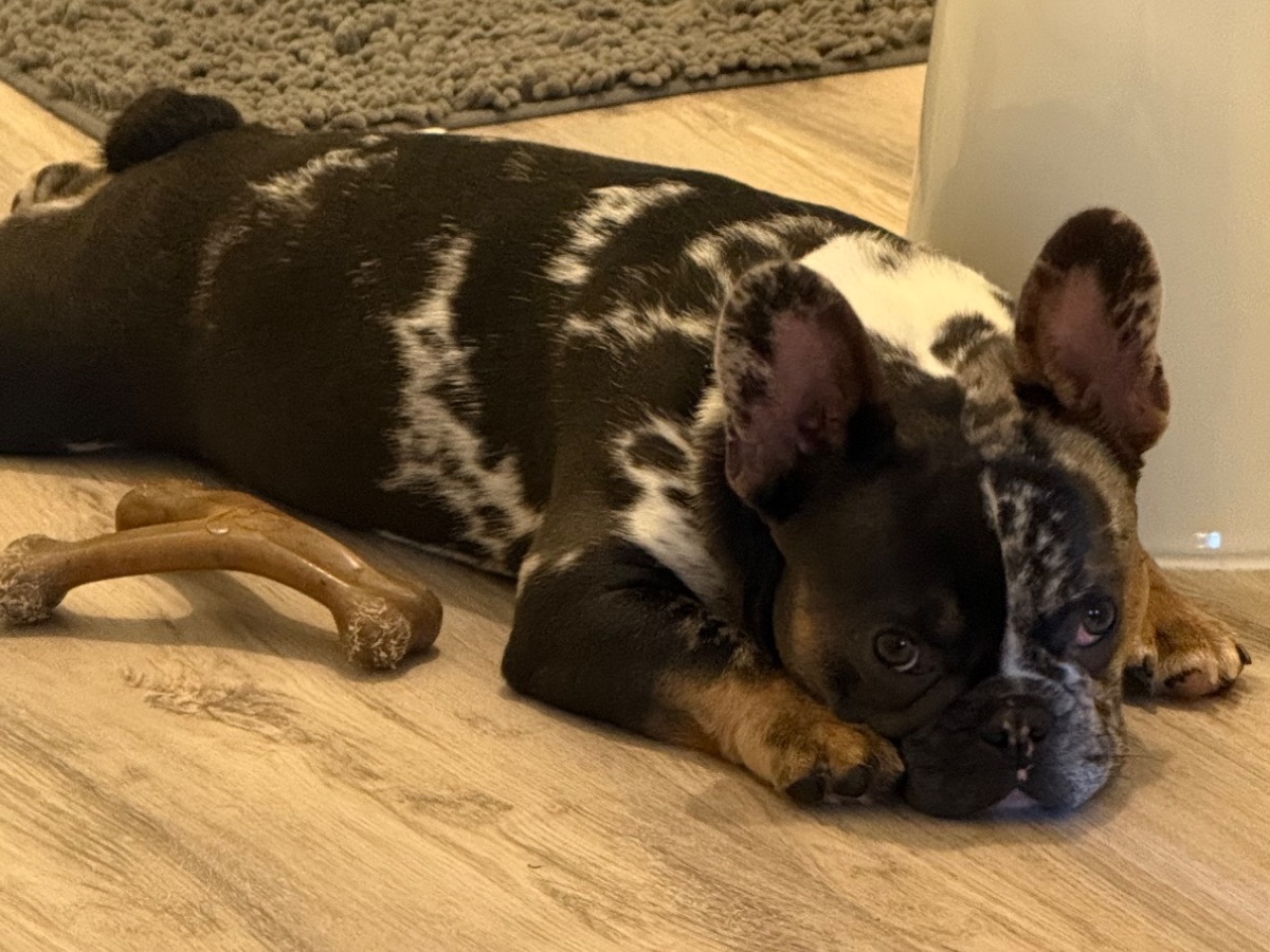 Sir Winston Pickles - French Bulldog | Petmeetly