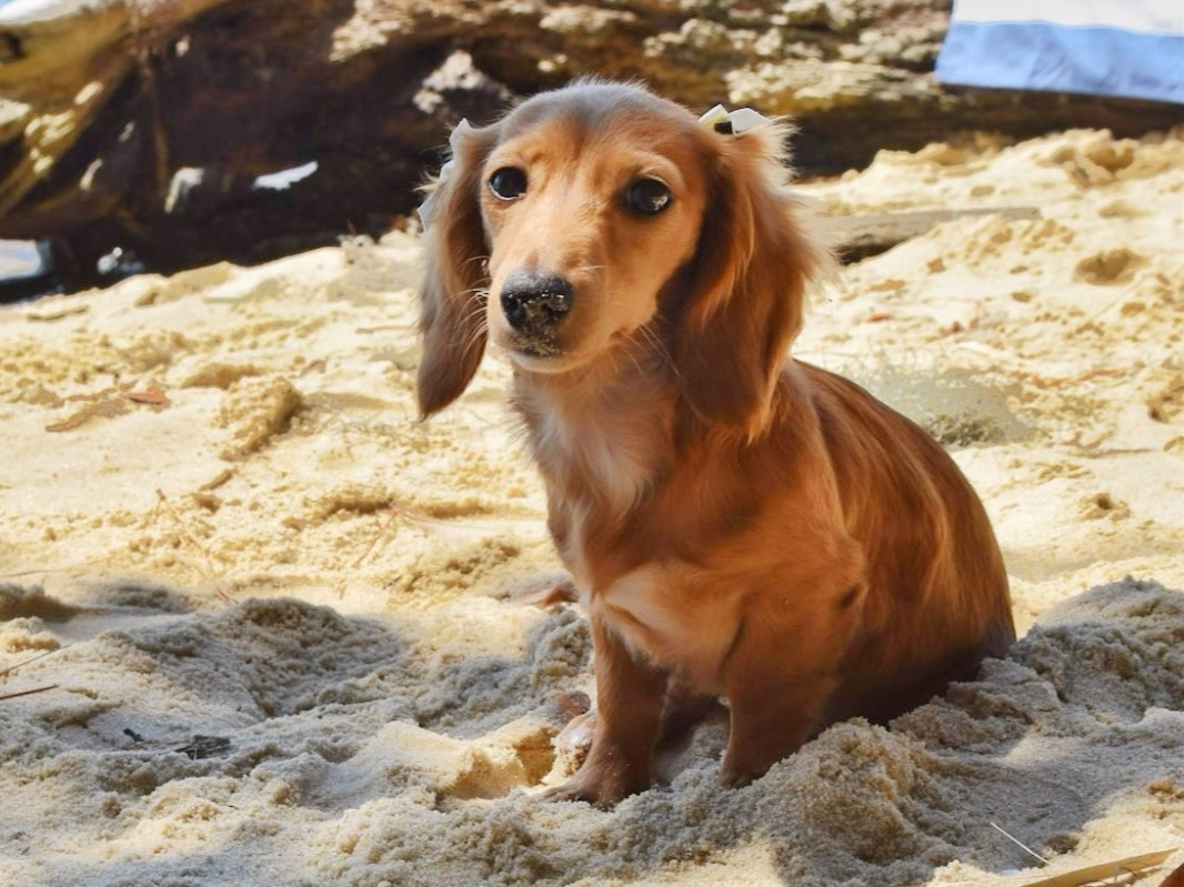 lyla - Miniature Dachshund | Petmeetly