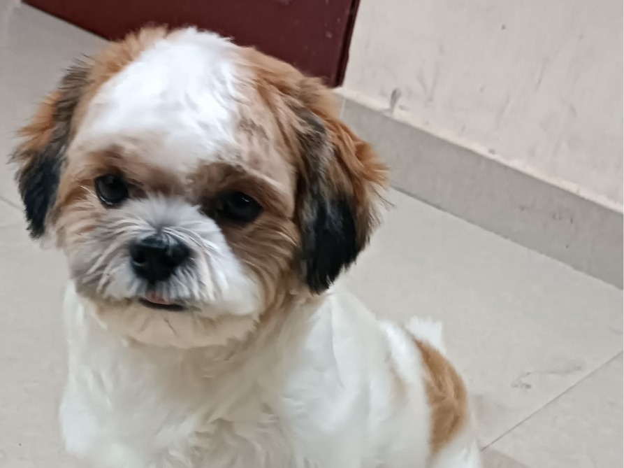 shishya - Shih Tzu | Petmeetly