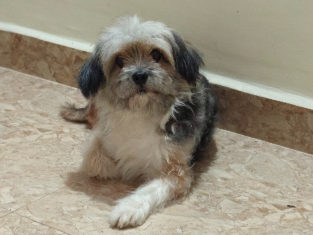 whiskey - Lhasa Apso | Petmeetly