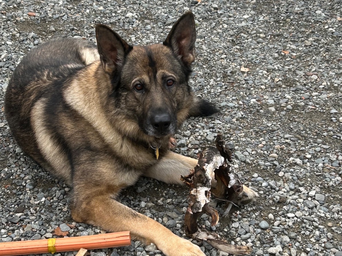 kodiak - Sable German Shepherd | Petmeetly
