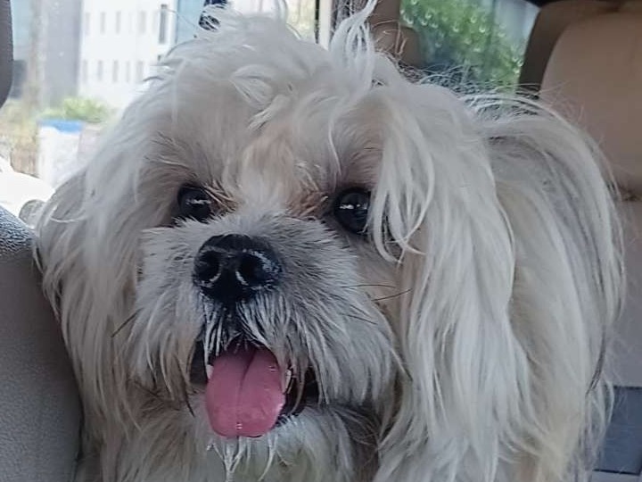 shiro - Lhasa Apso | Petmeetly